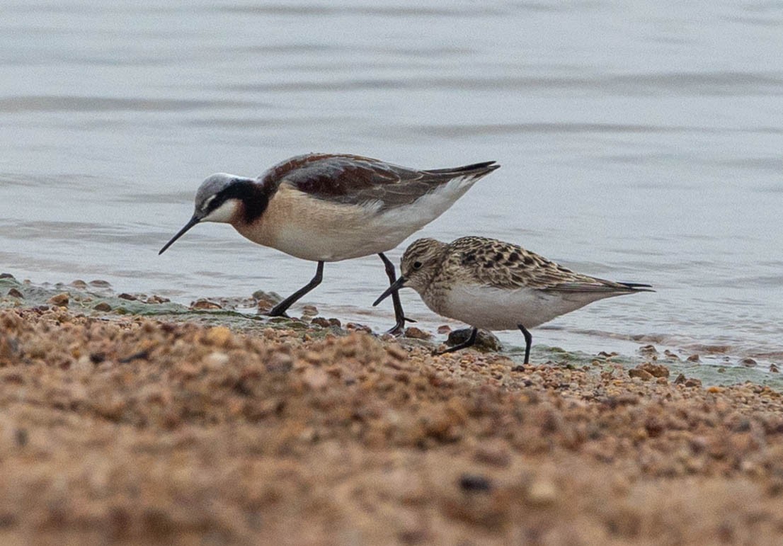 Baird's Sandpiper - ML657649770