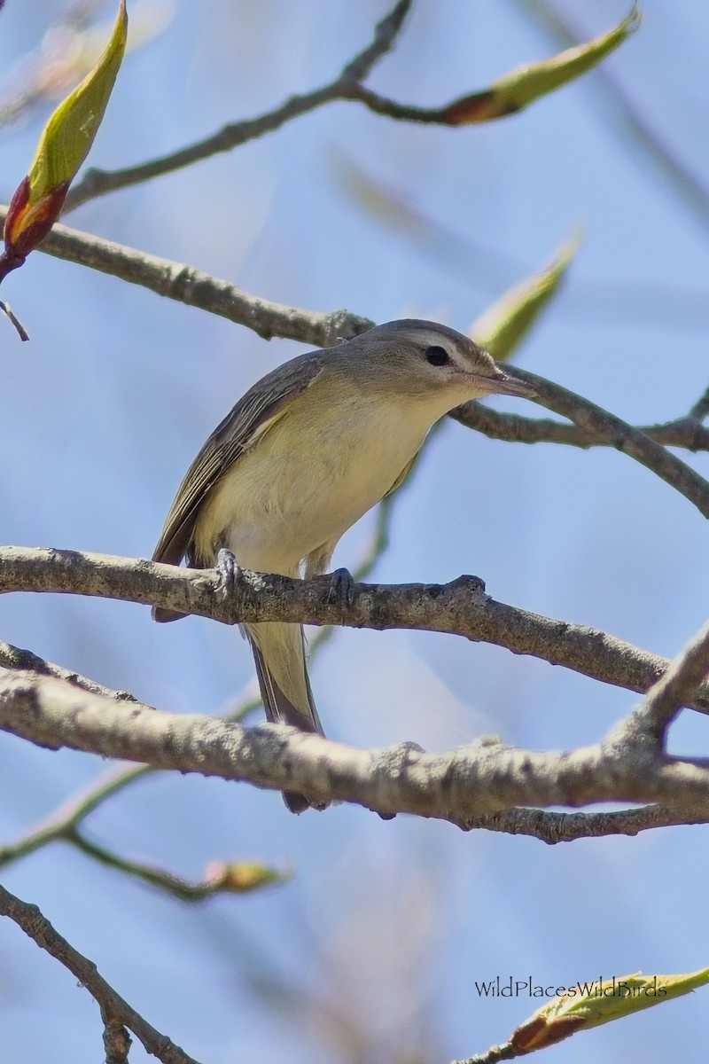 Eastern Warbling Vireo - ML657649895