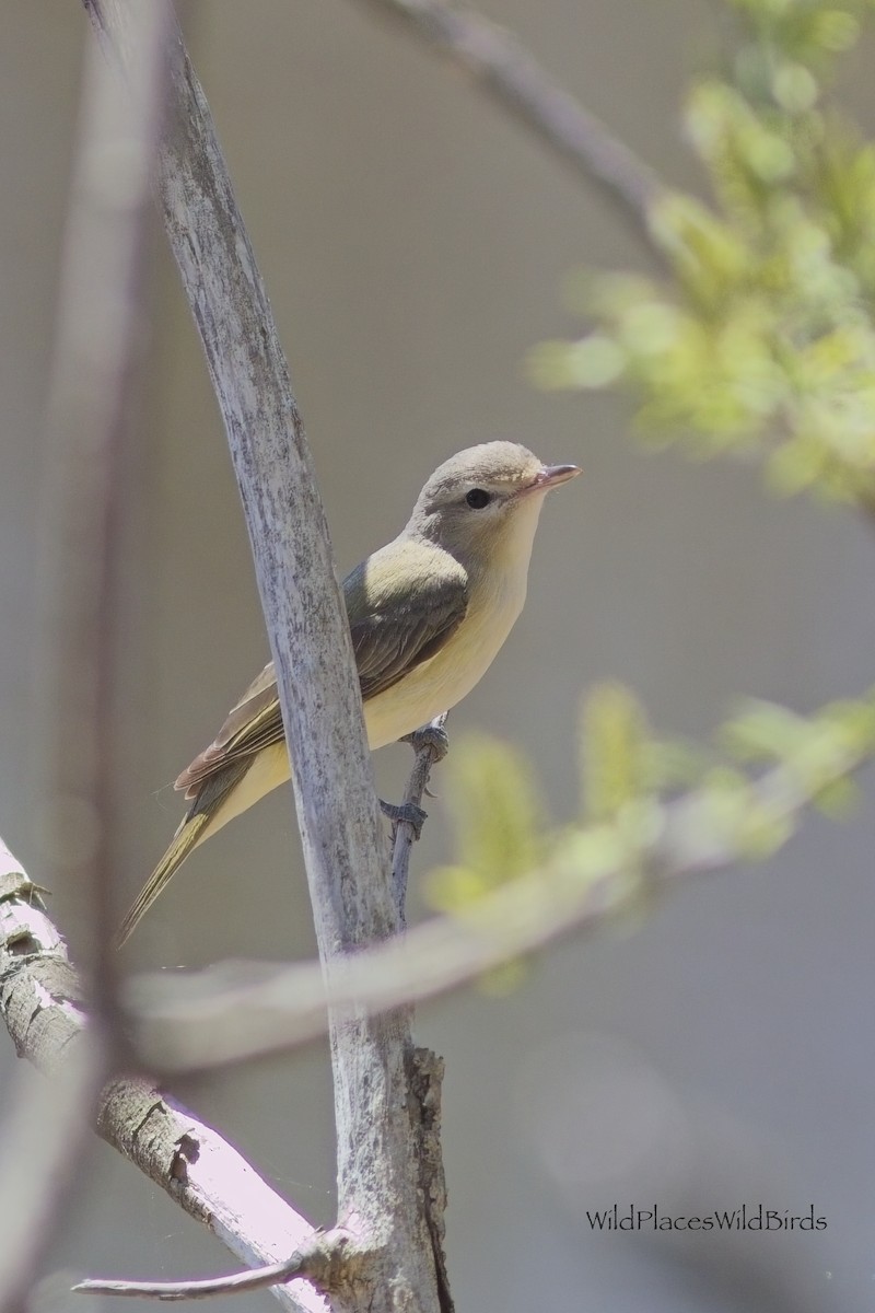 Eastern Warbling Vireo - ML657649896