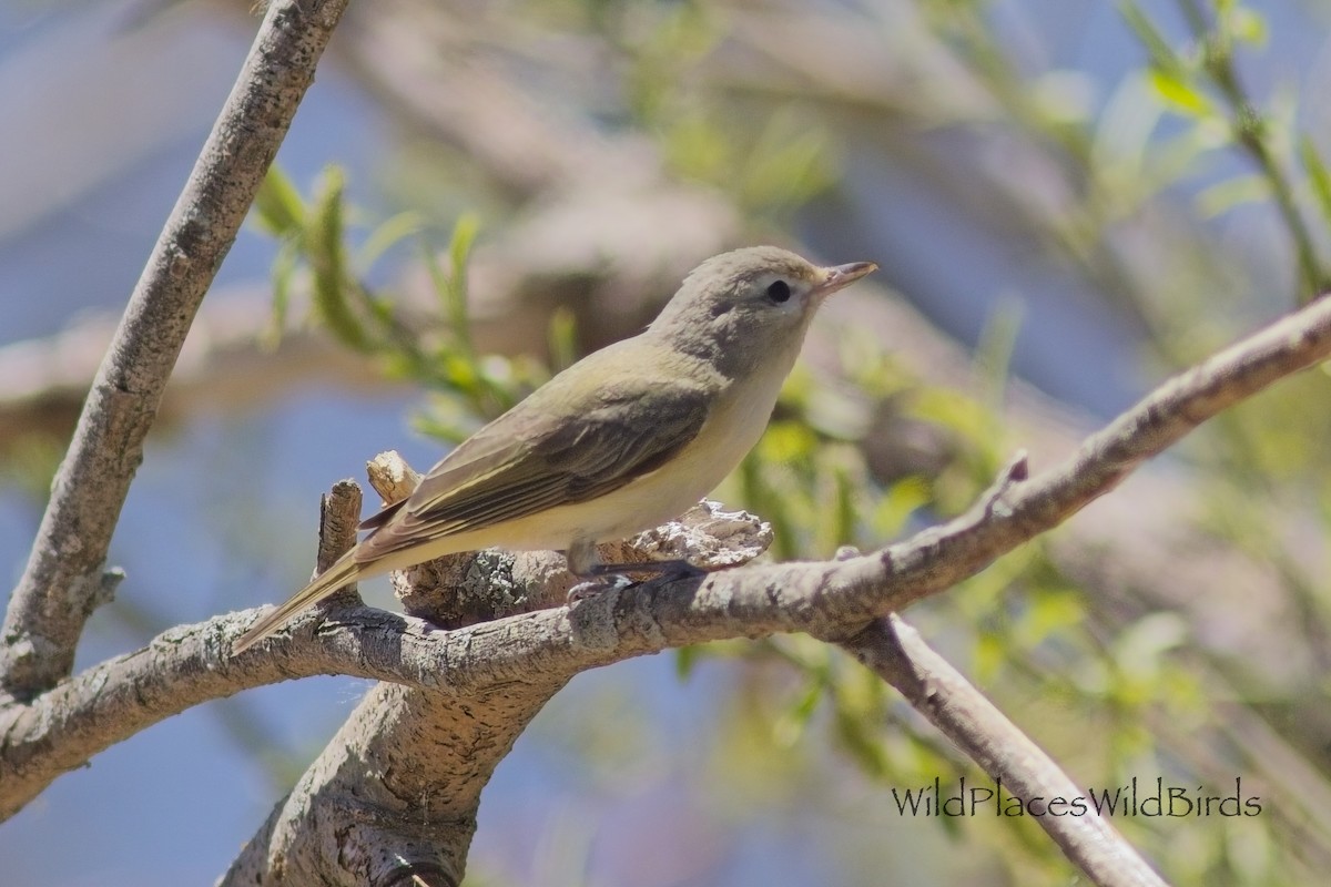 Eastern Warbling Vireo - ML657649897