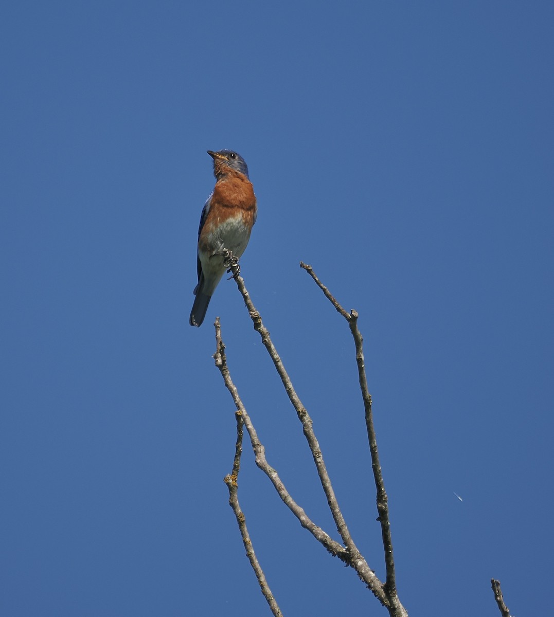 Eastern Bluebird - ML657649966