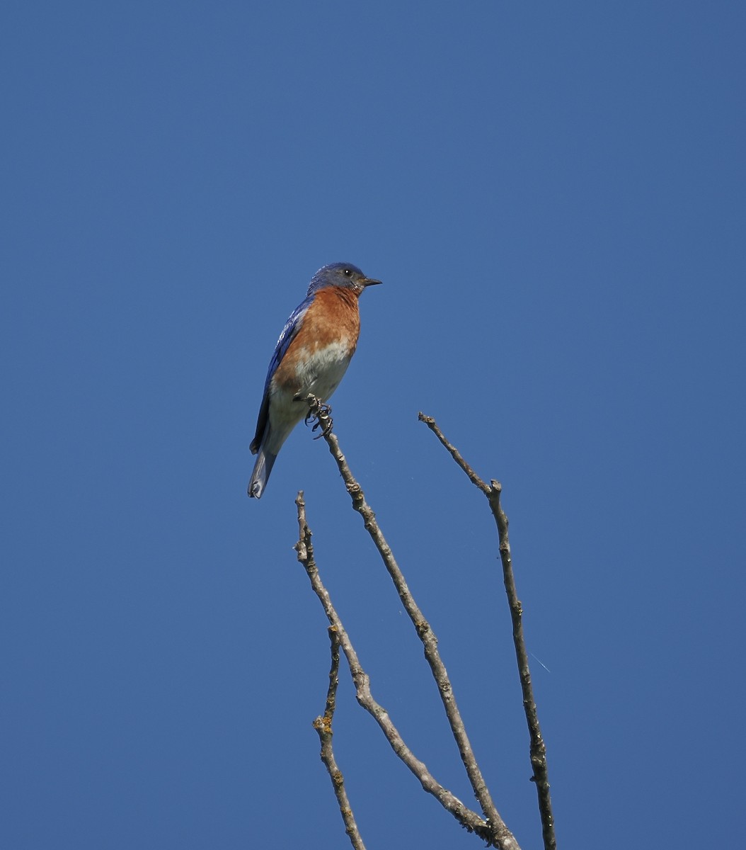Eastern Bluebird - ML657649978