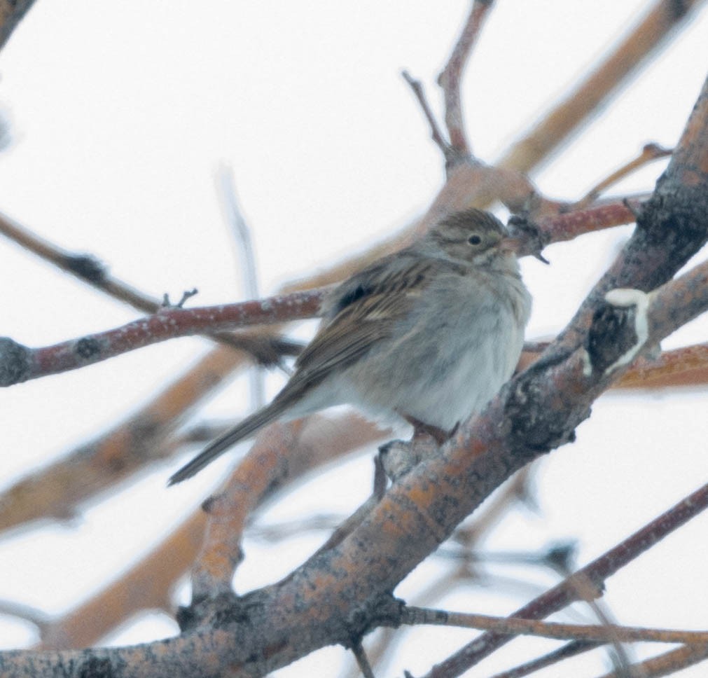 Brewer's Sparrow - ML657650096