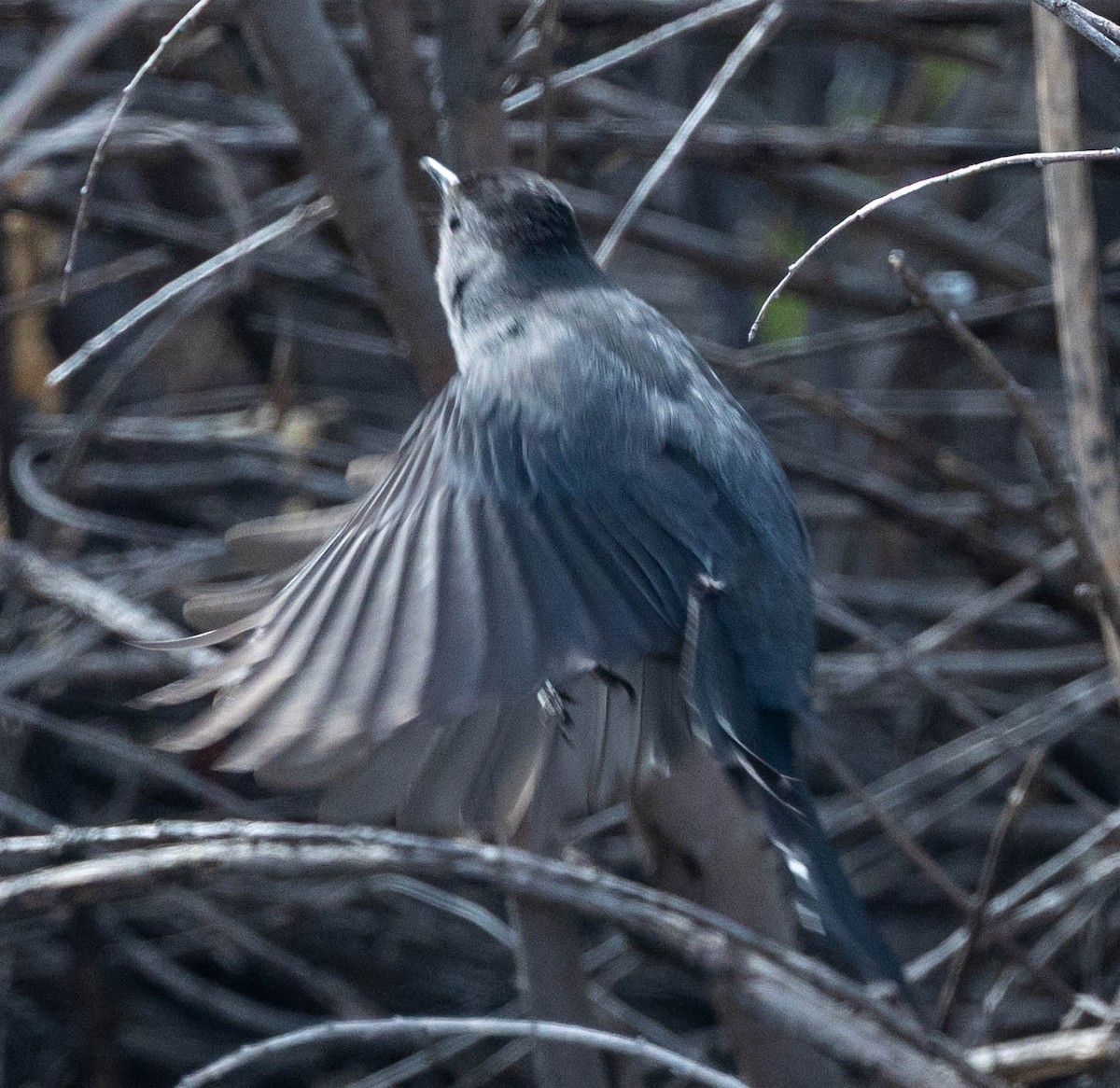 Gray Catbird - ML657650106