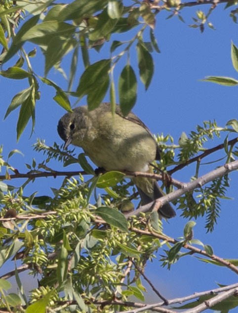 Orange-crowned Warbler - ML657650175