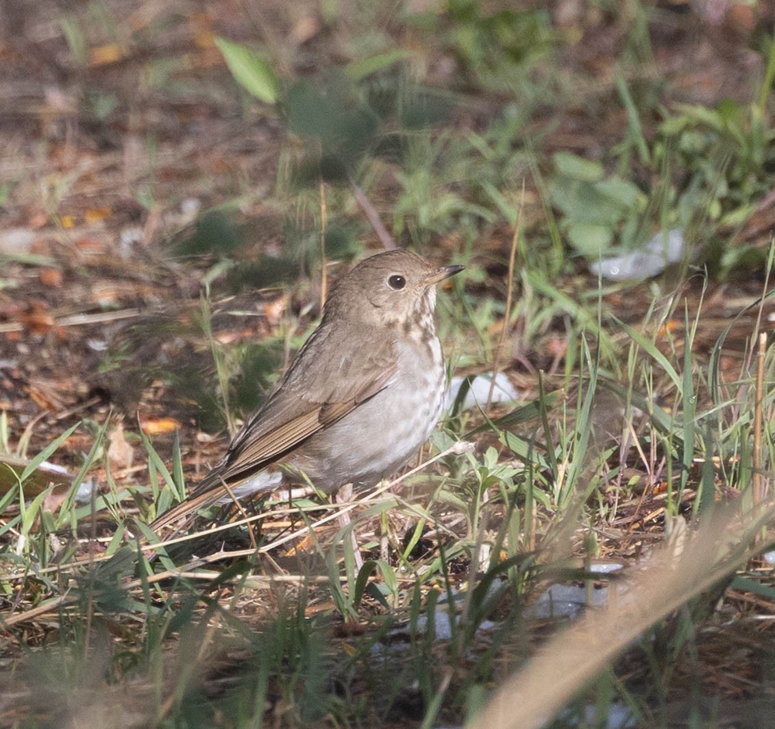 Hermit Thrush - ML657650191