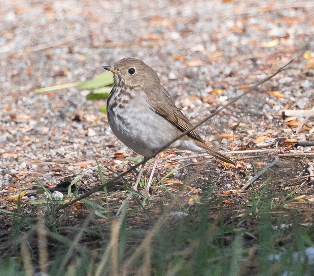 Hermit Thrush - ML657650211