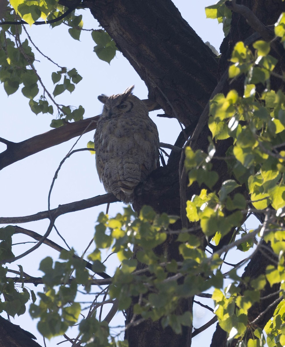 Great Horned Owl - ML657650231