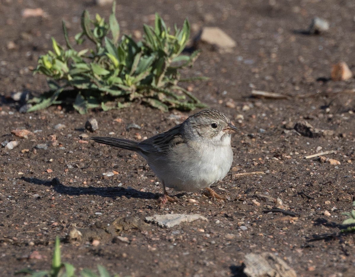 Brewer's Sparrow - ML657650265