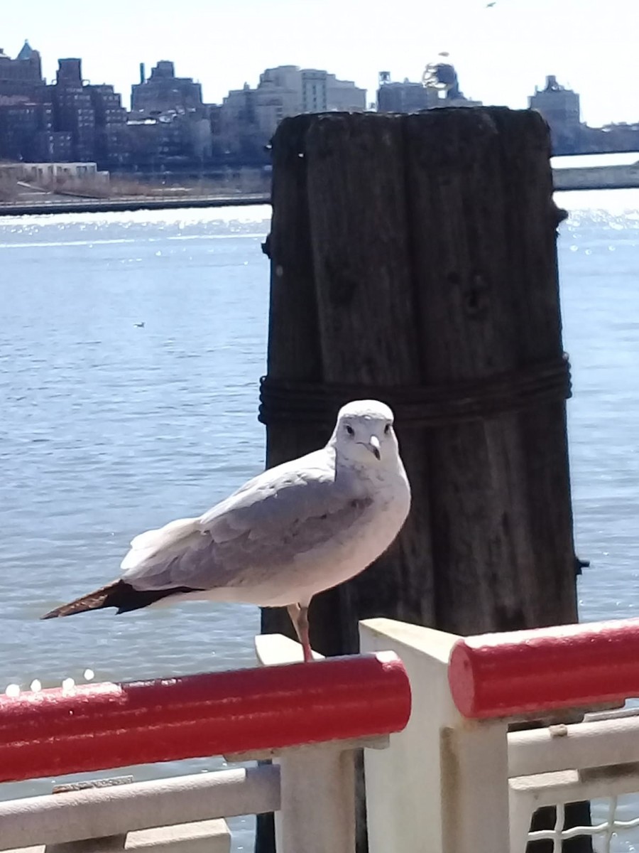 Ring-billed Gull - ML657650279