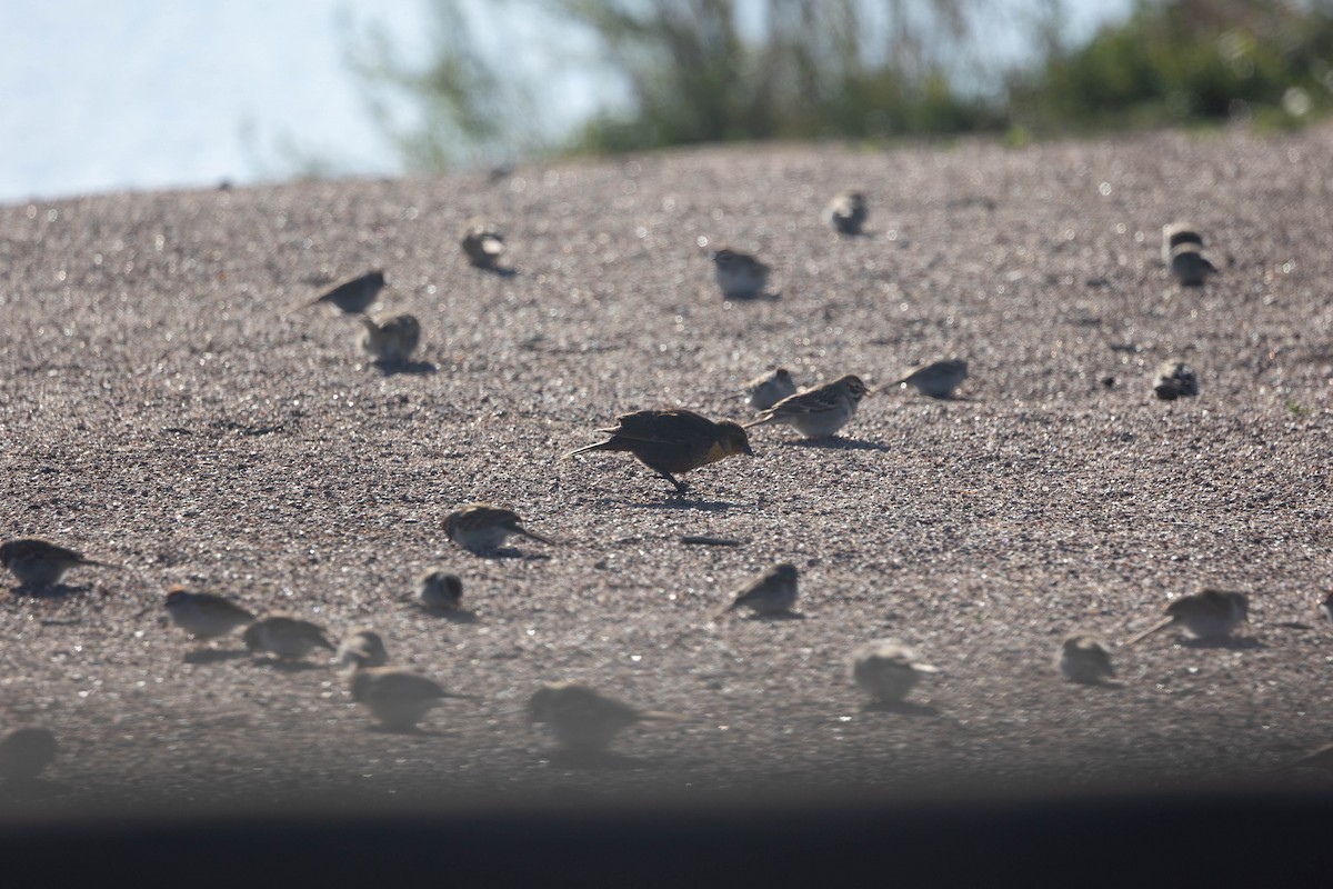 Yellow-headed Blackbird - ML657650280