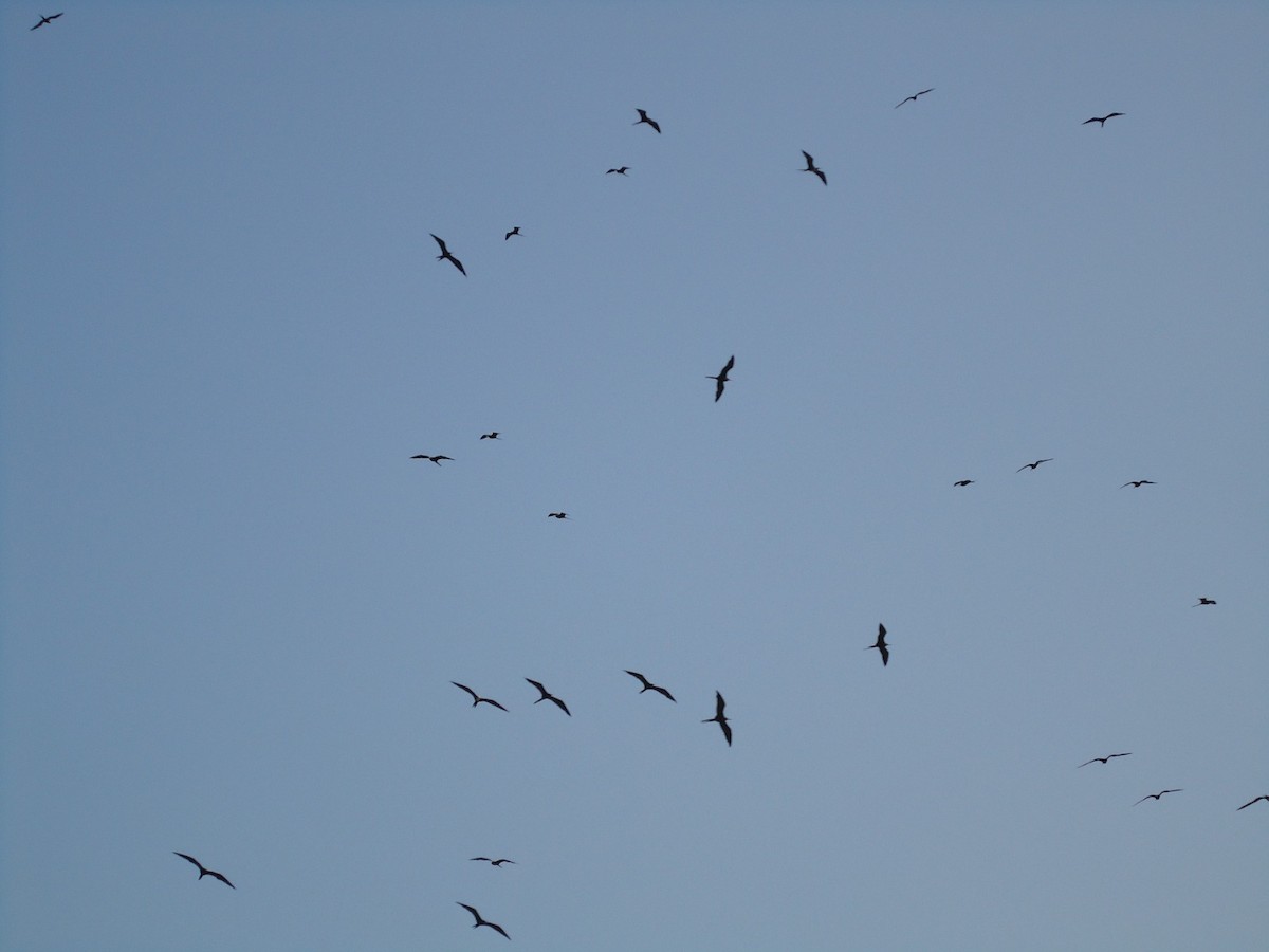 Magnificent Frigatebird - ML657650535