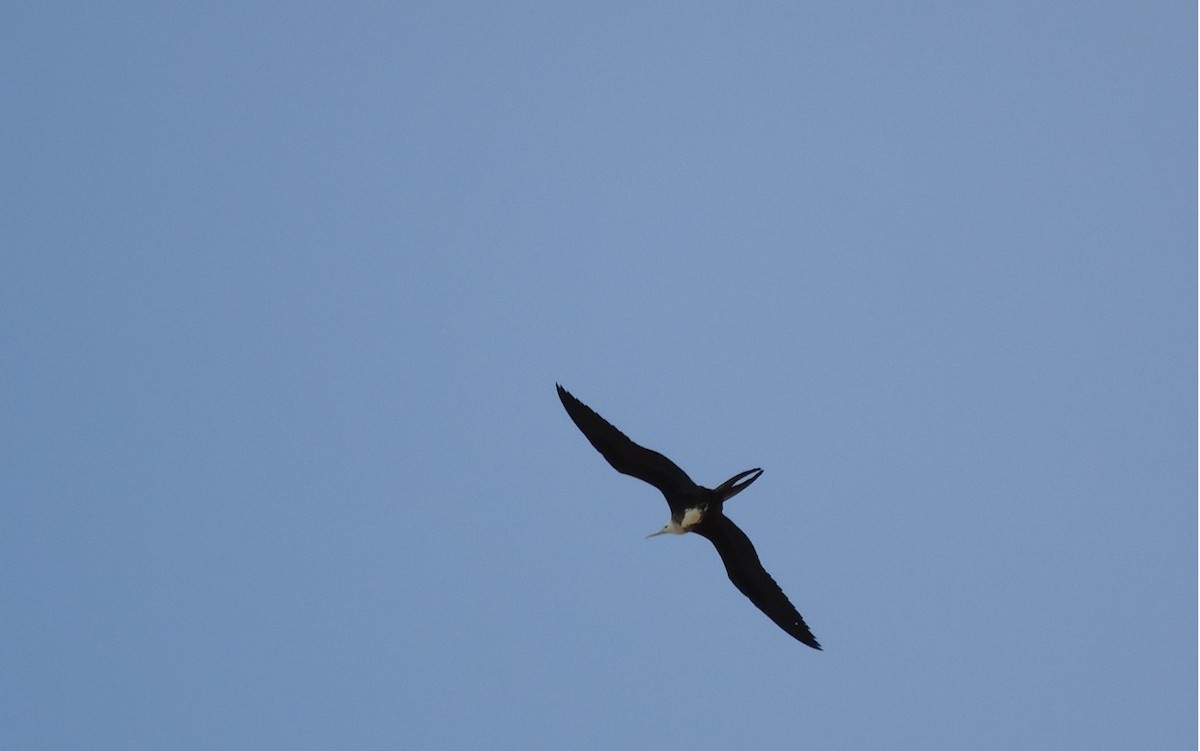 Magnificent Frigatebird - ML657650536