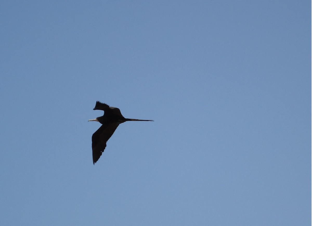 Magnificent Frigatebird - ML657650537
