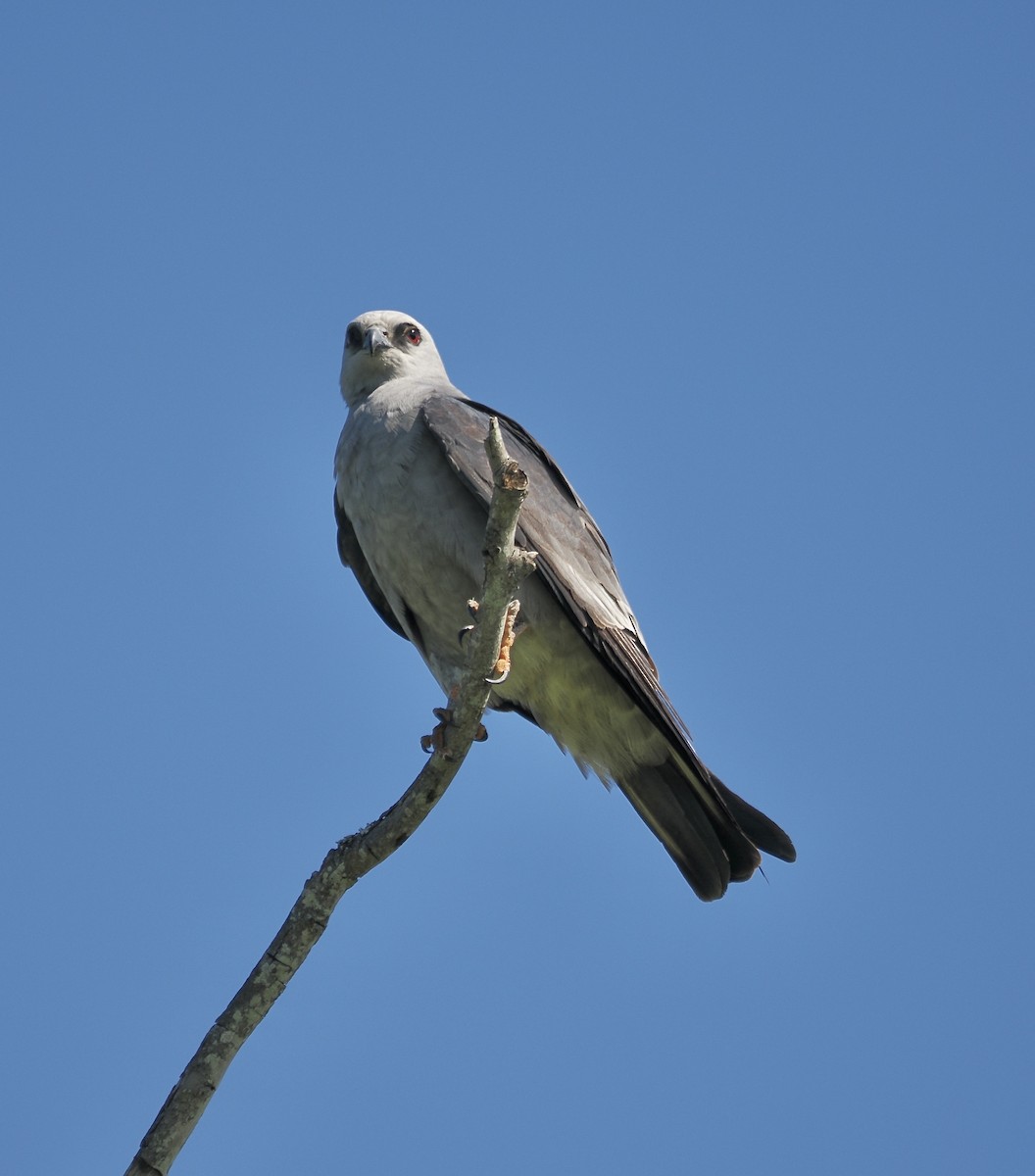 Mississippi Kite - ML657651513