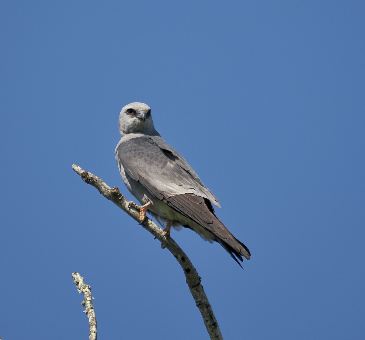 Mississippi Kite - ML657651519