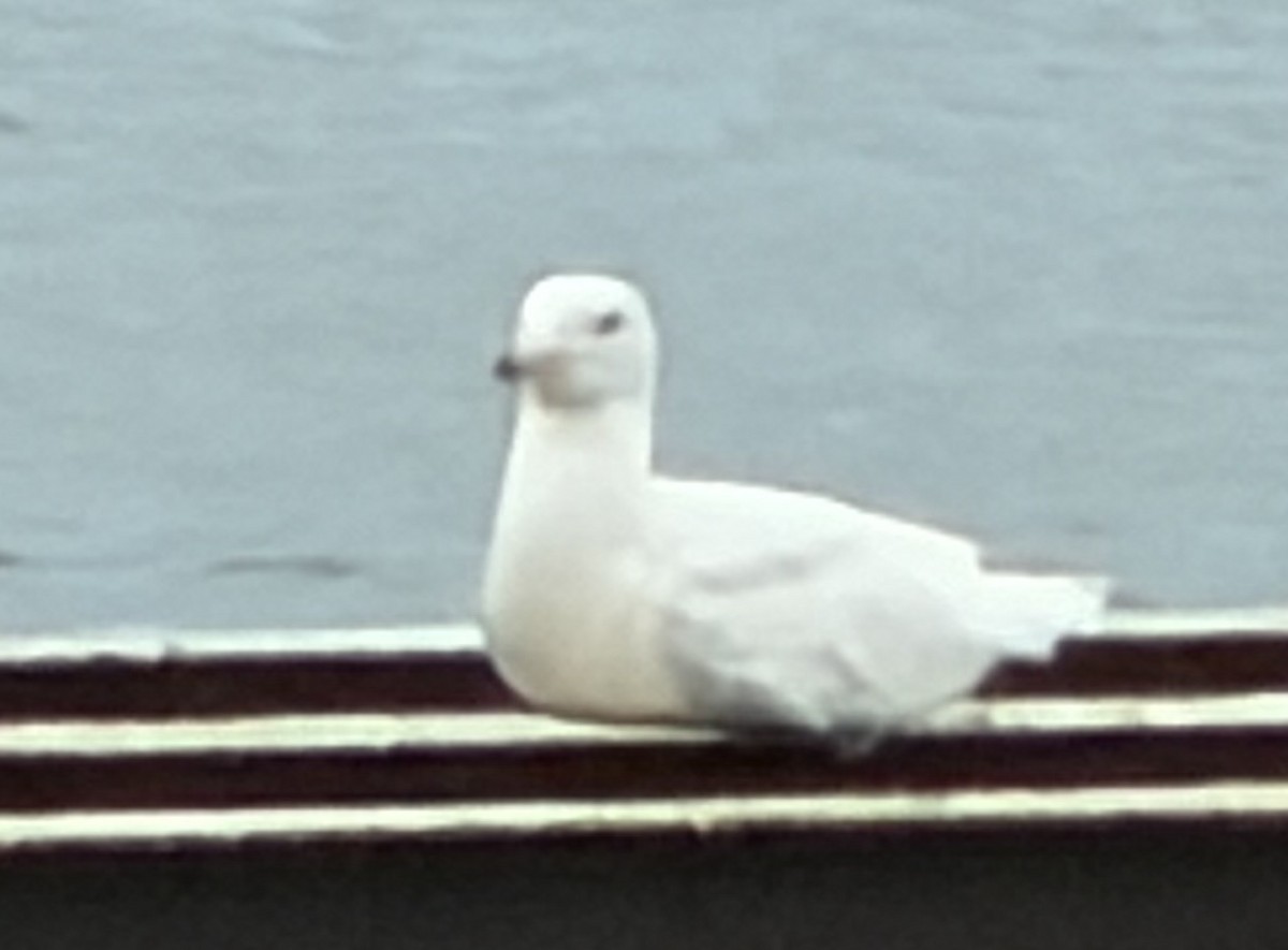 Glaucous Gull - ML657652778