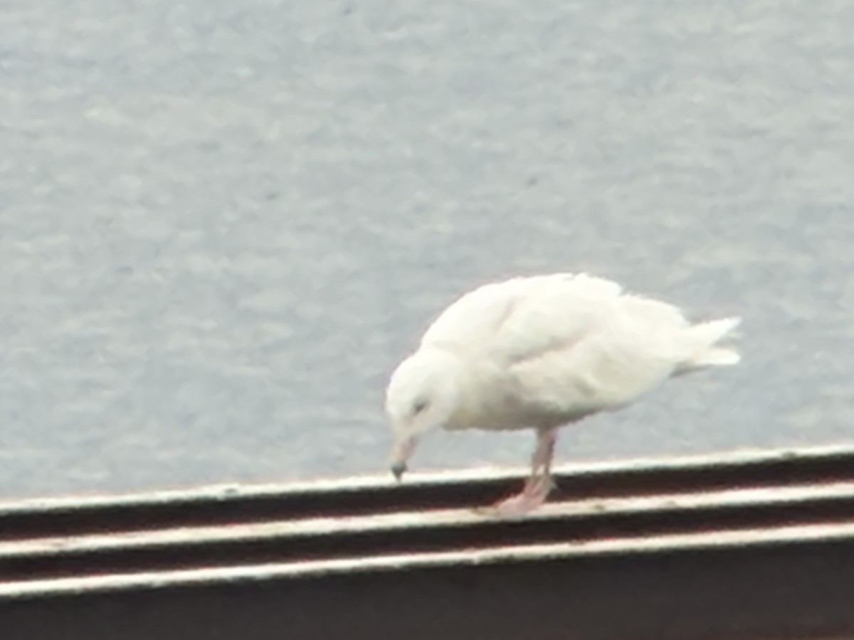 Glaucous Gull - ML657652779