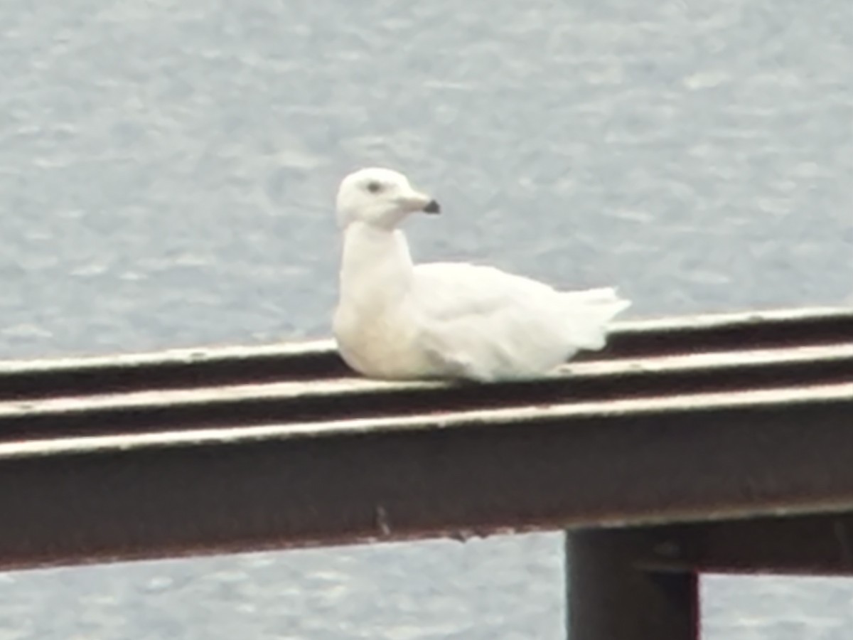 Glaucous Gull - ML657652780