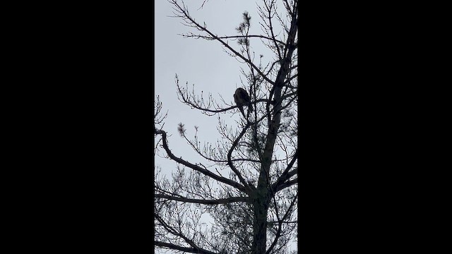 Swainson's Hawk - ML657653135