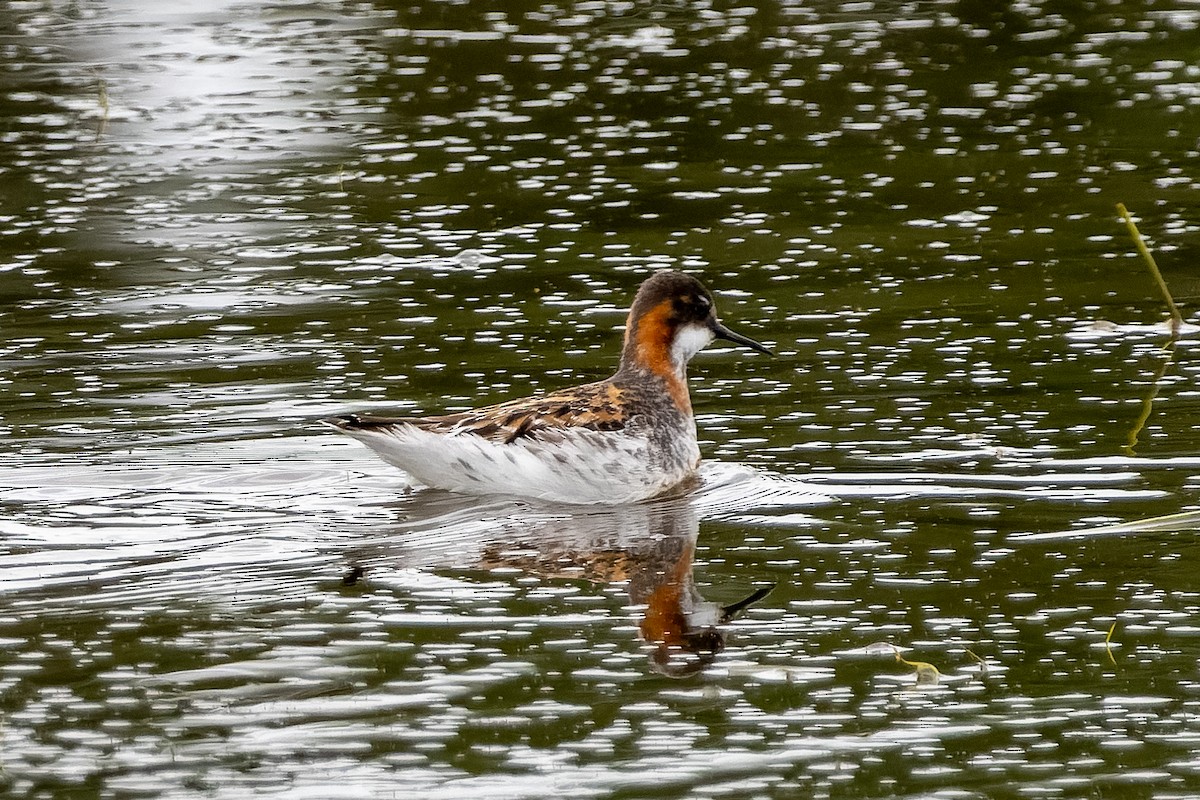 紅領瓣足鷸 - ML657653226