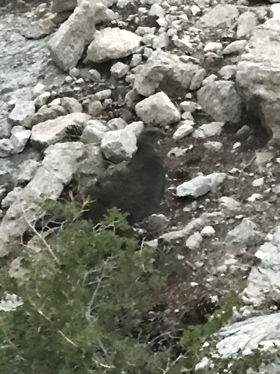 Sooty Grouse - ML65765481