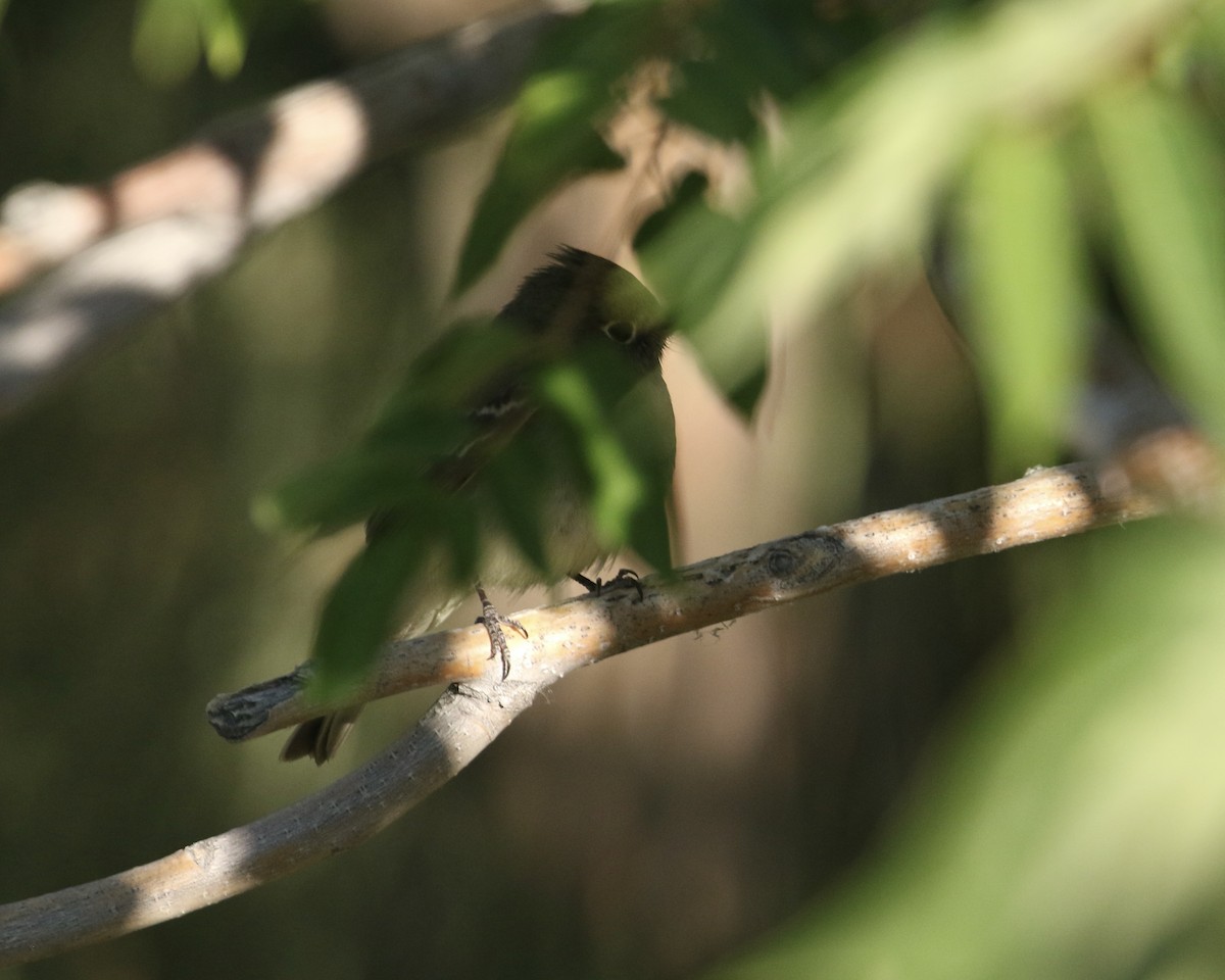 Western Flycatcher - ML657654950