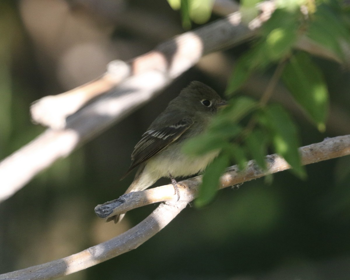 Western Flycatcher - ML657654955