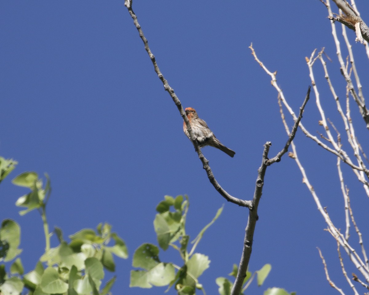 House Finch - ML657655086