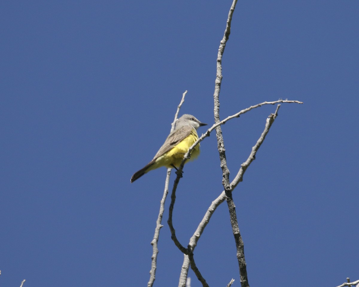 Western Kingbird - ML657655127