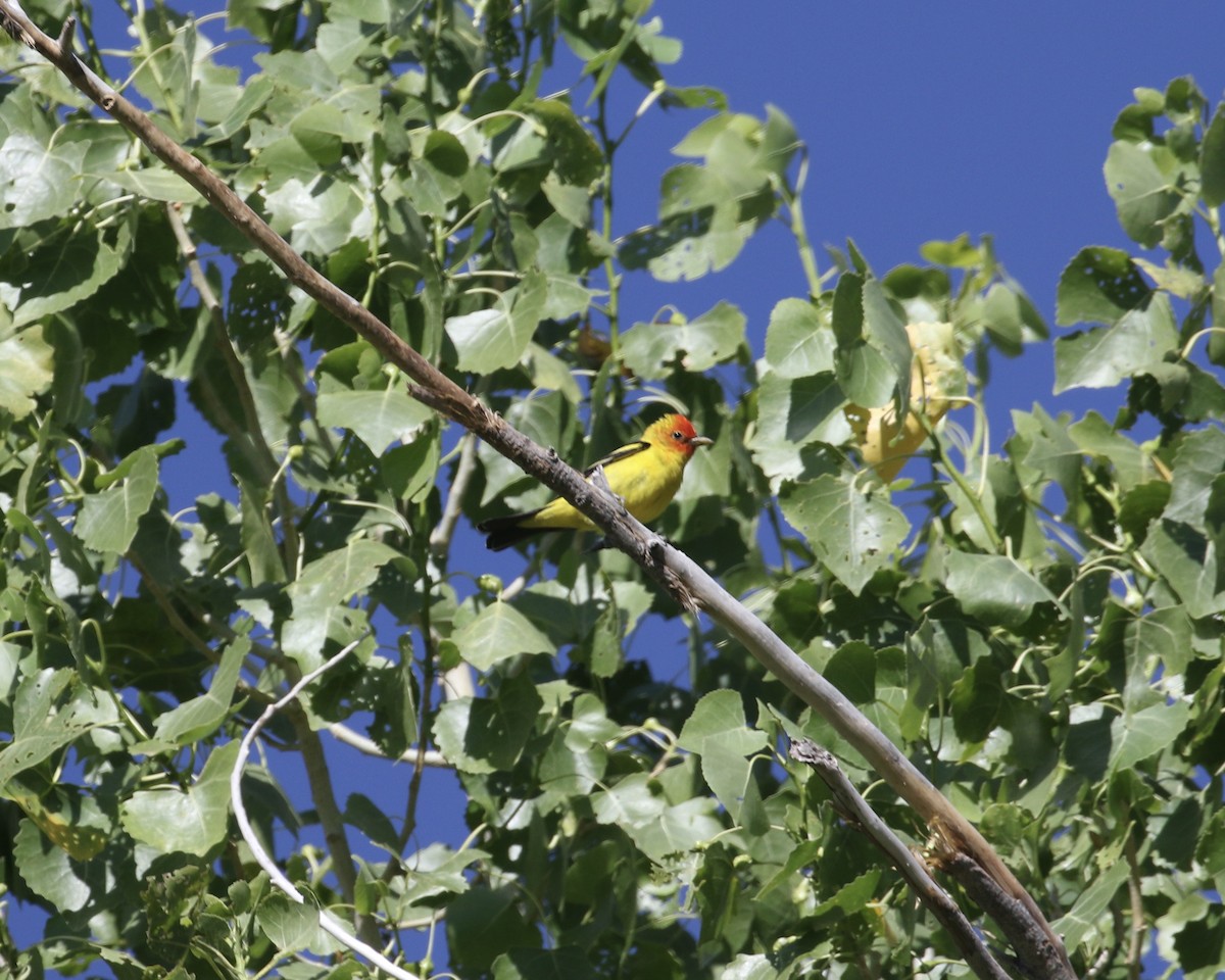 Western Tanager - ML657655215