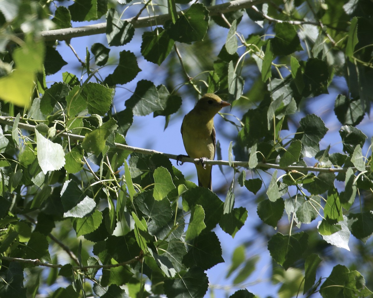 Western Tanager - ML657655423