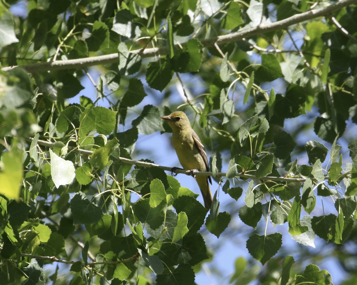 Western Tanager - ML657655427