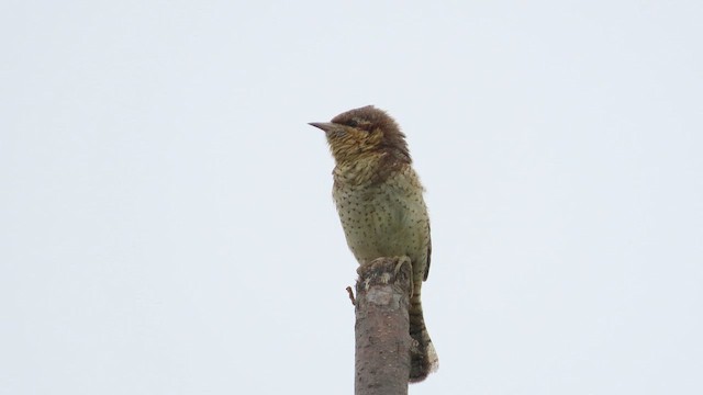 Eurasian Wryneck - eBird