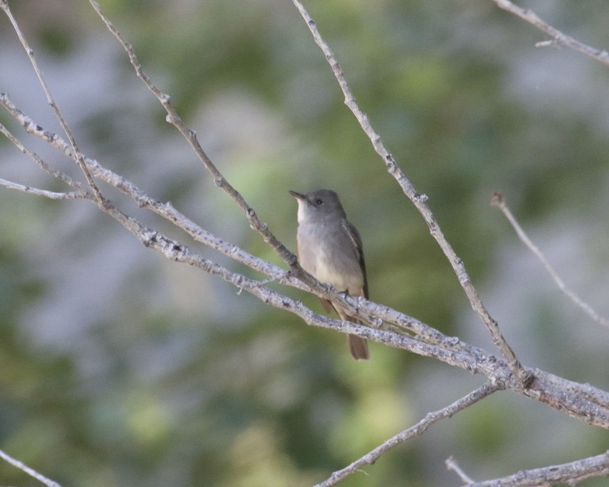 Western Wood-Pewee - ML657656008