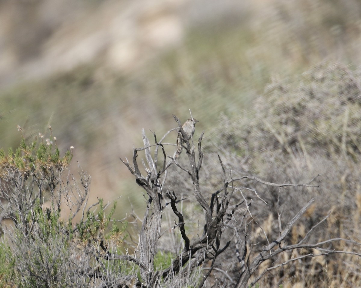 Rock Wren - ML657656249