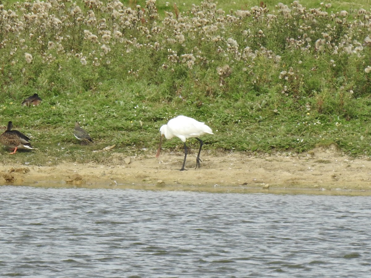 Eurasian Spoonbill - ML65765631