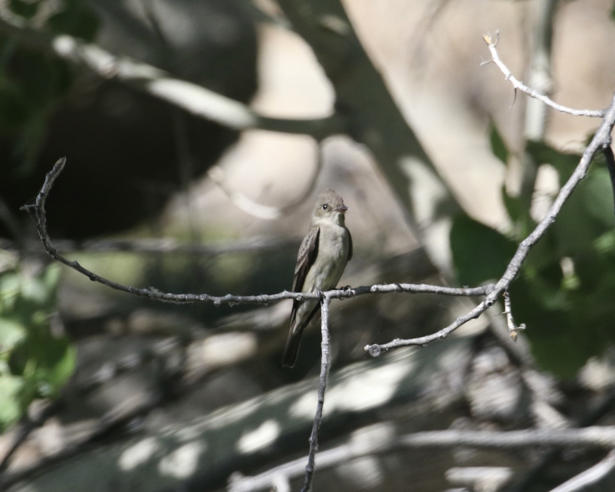 Western Wood-Pewee - ML657656387