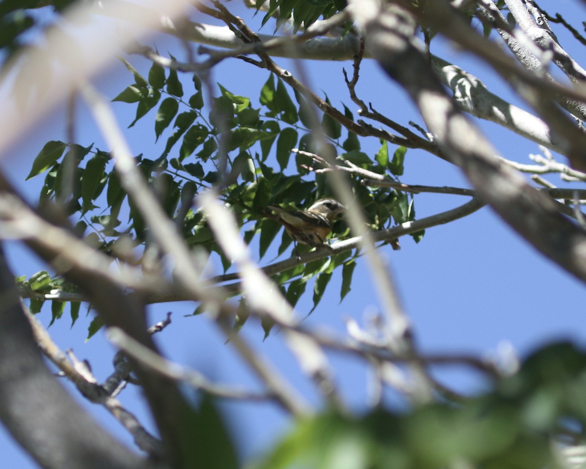 Black-headed Grosbeak - ML657656515
