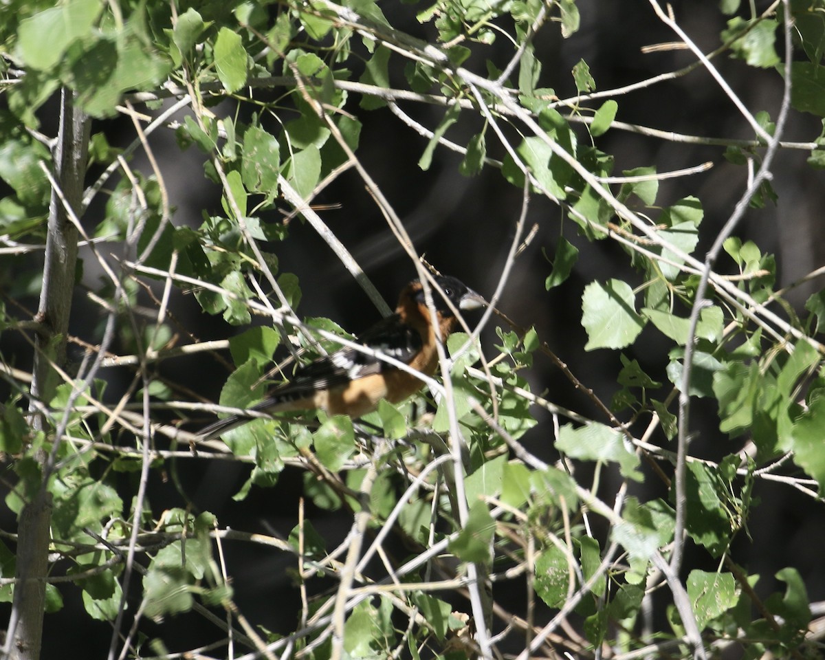 Black-headed Grosbeak - ML657656557