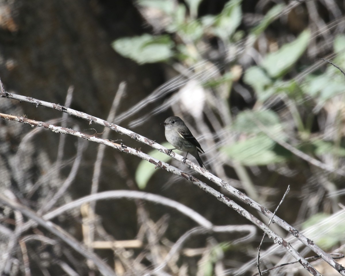 Western Wood-Pewee - ML657656692