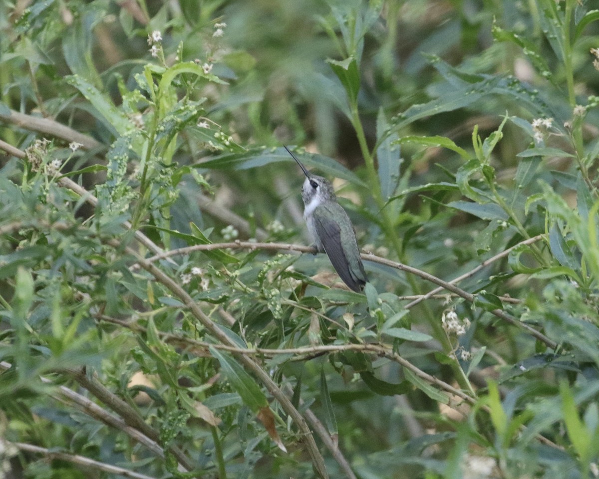 Costa's Hummingbird - ML657656796