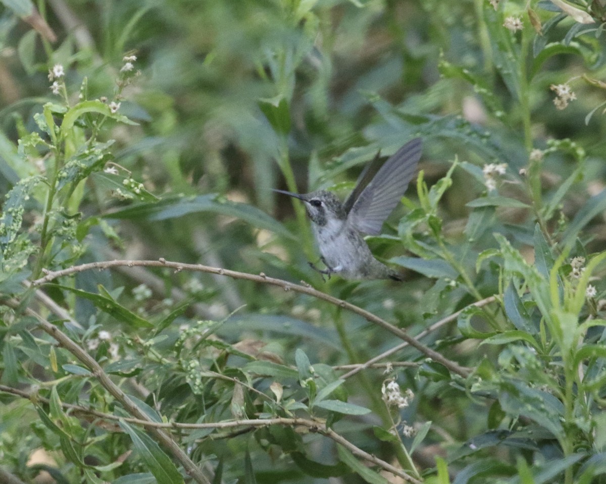 Costa's Hummingbird - ML657656810