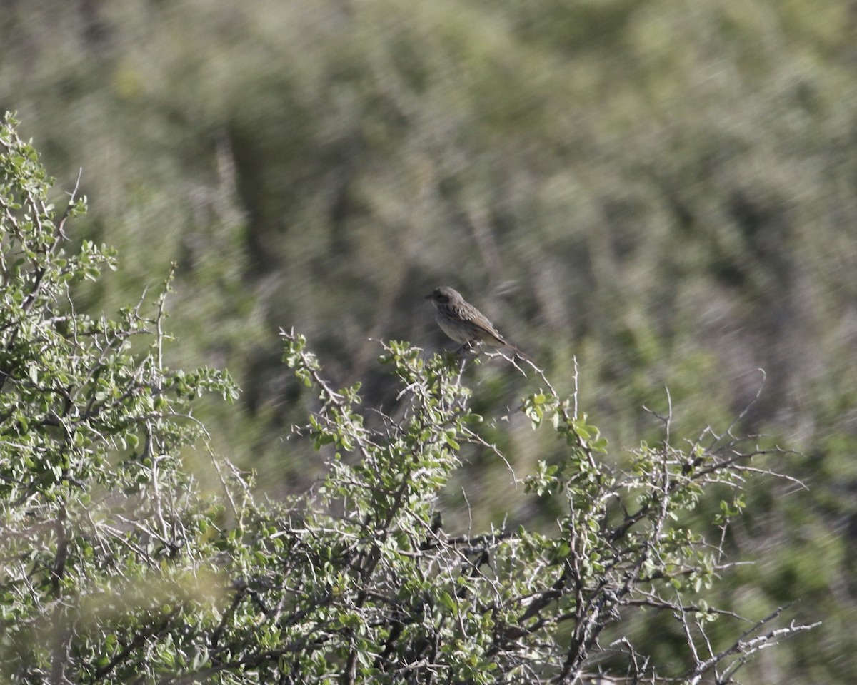 Bell's Sparrow - ML657656890