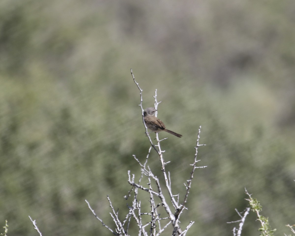 Bell's Sparrow - ML657657160