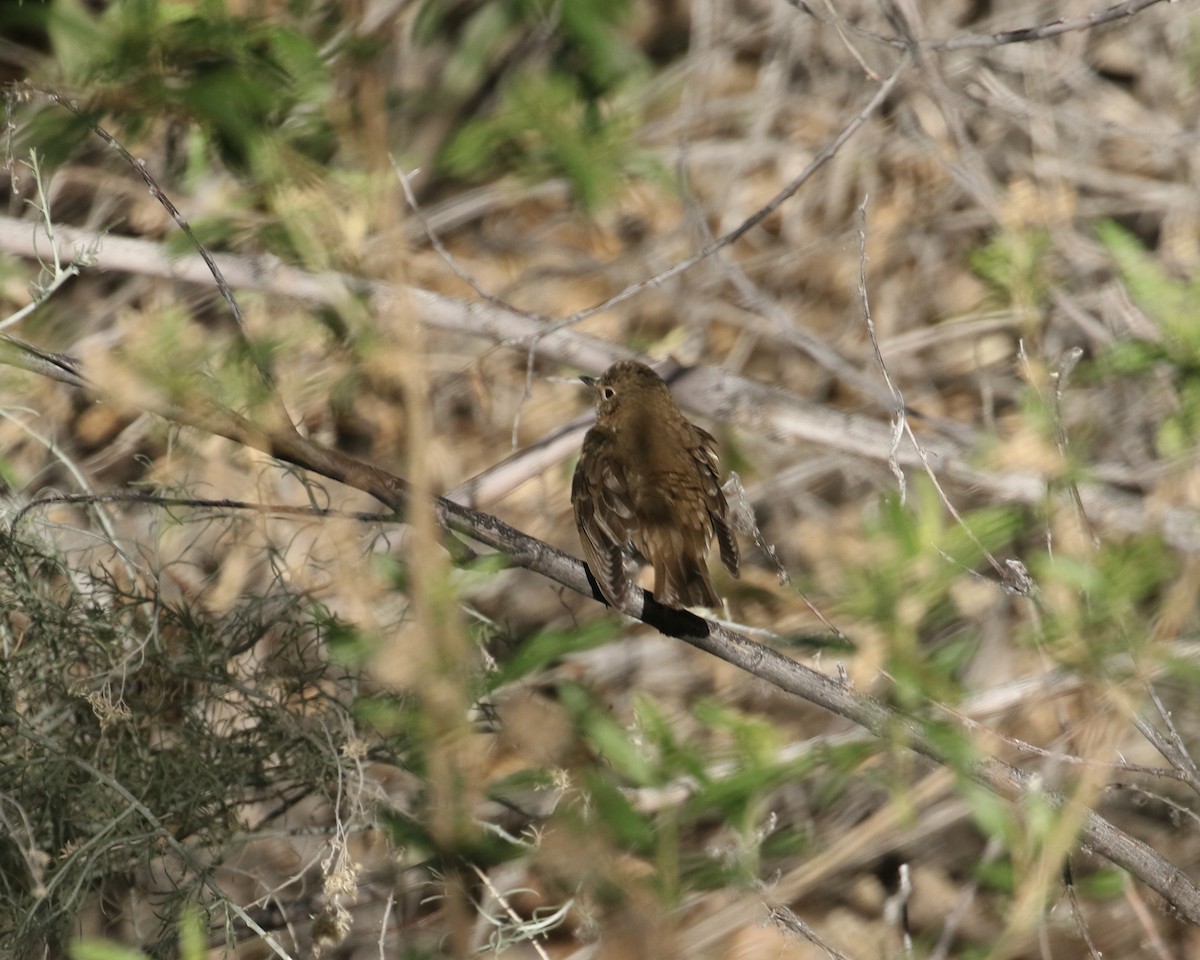 קיכלי זיתני - ML657657195
