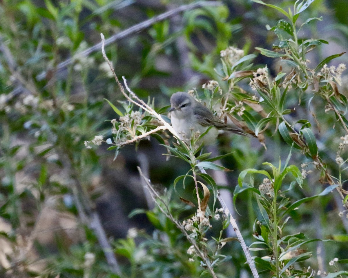 Western Warbling Vireo - ML657657337