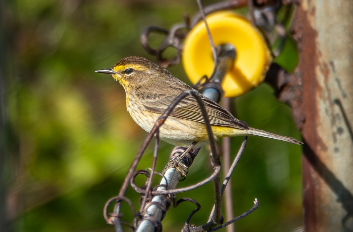 Palm Warbler (Western) - ML657657341