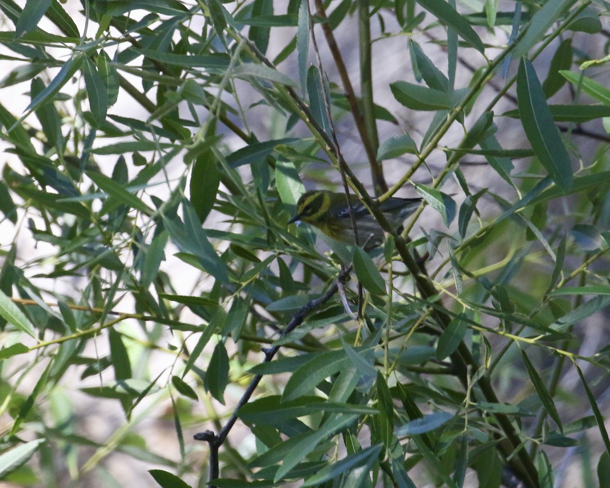 Townsend's Warbler - ML657657361