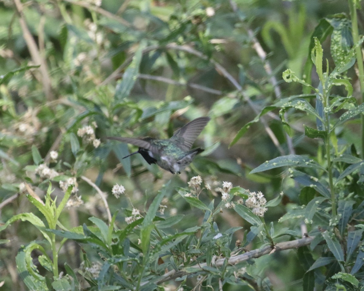 Costa's Hummingbird - ML657657932